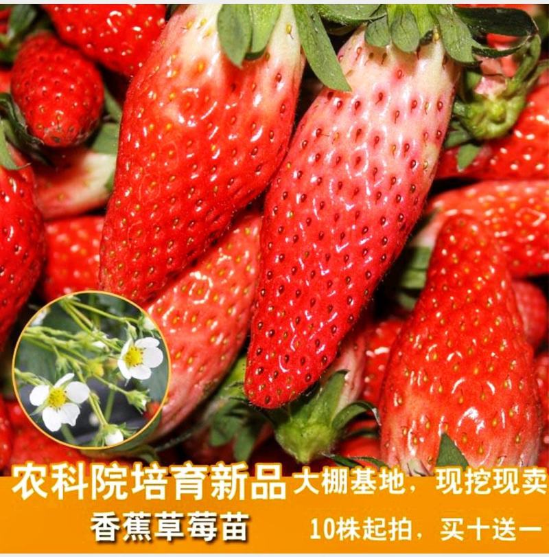 香蕉草莓基地直发现挖现发保品种保质量山东种苗