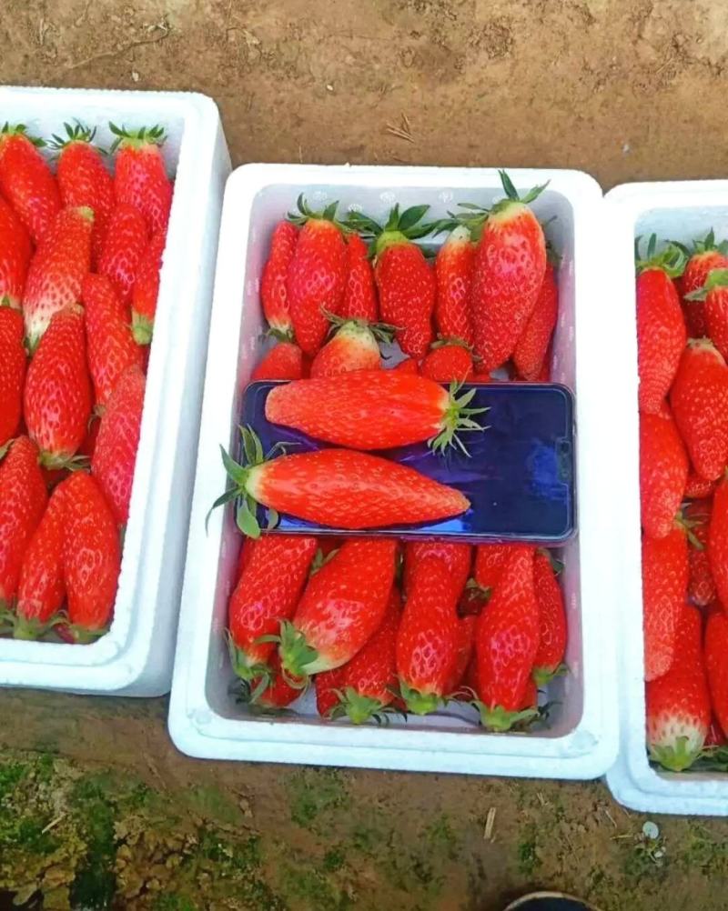 香蕉草莓基地直发现挖现发保品种保质量山东种苗