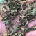 地丁紫花地丁实物拍摄发货如图发货前过筛
