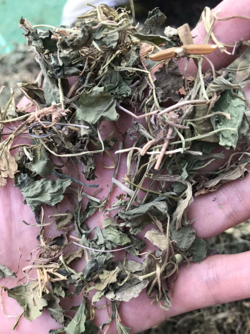 地丁紫花地丁实物拍摄发货如图发货前过筛