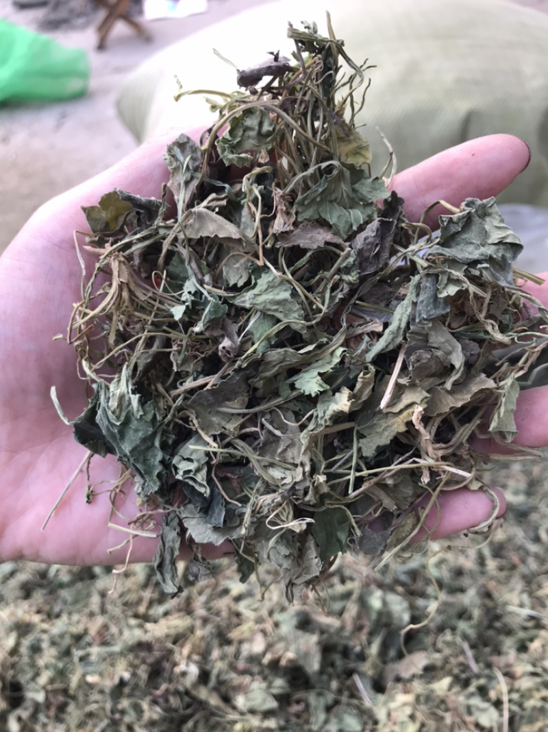 地丁紫花地丁实物拍摄发货如图发货前过筛