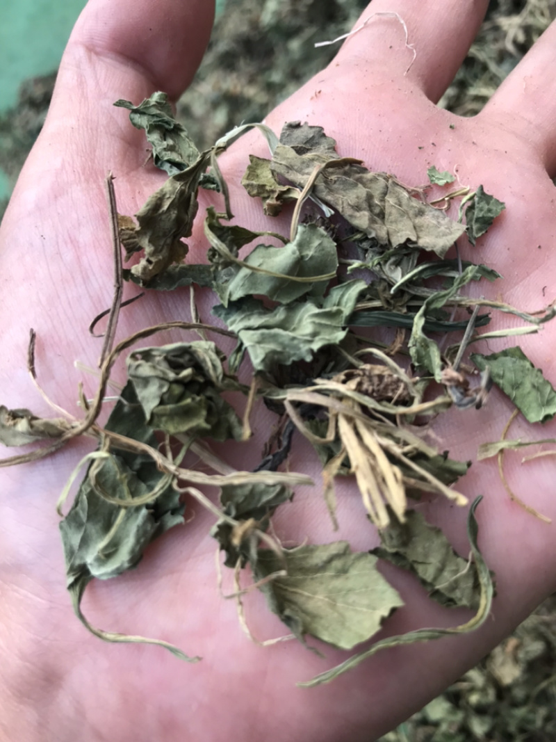 地丁紫花地丁实物拍摄发货如图发货前过筛