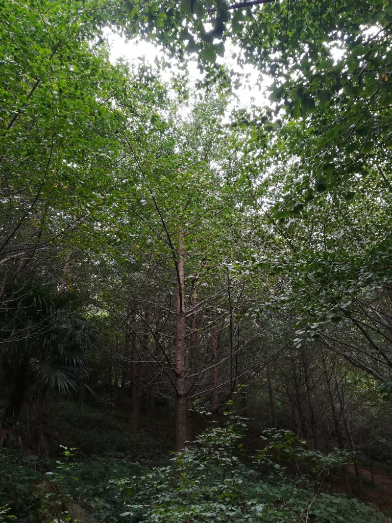 银杏树18--40公分