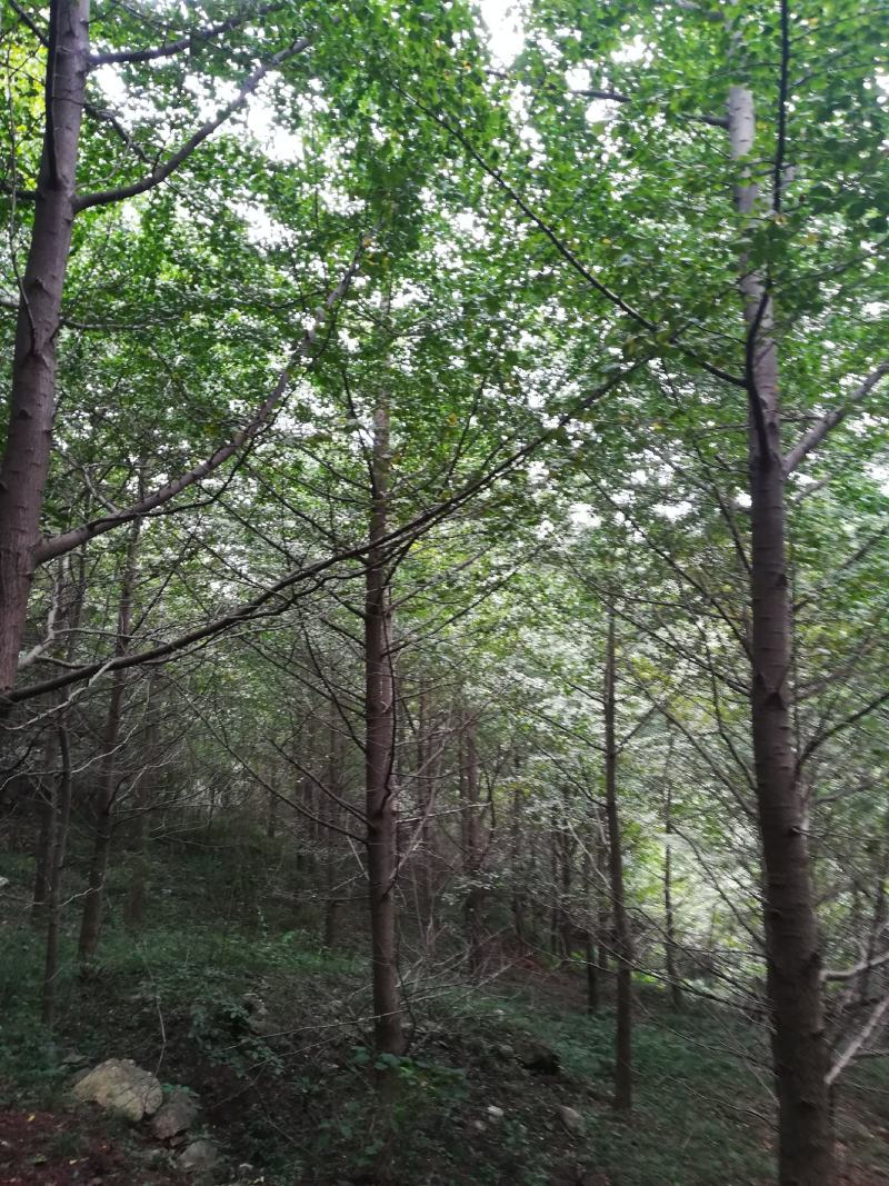 银杏树18--40公分