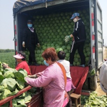 河北蔬菜基地大量供应绿甘蓝绿美甘蓝靓球甘蓝