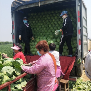 河北蔬菜基地大量供应绿甘蓝绿美甘蓝靓球甘蓝
