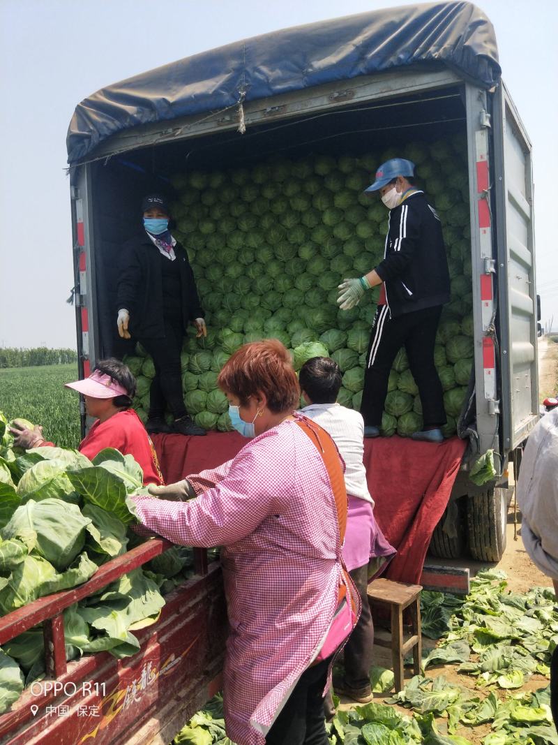 河北蔬菜基地大量供应绿甘蓝绿美甘蓝靓球甘蓝