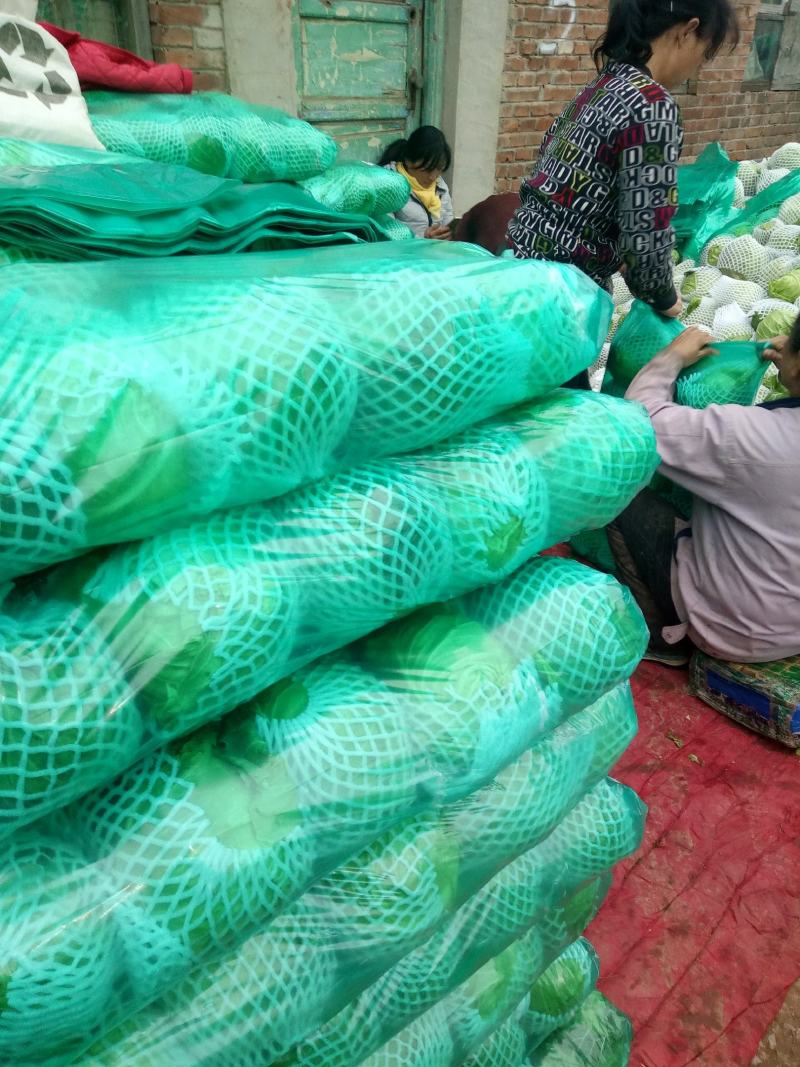 河北蔬菜基地大量供应绿甘蓝绿美甘蓝靓球甘蓝