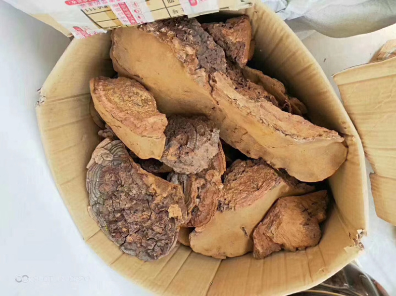 野生桑黄桑黄马蹄老挝野生桑黄