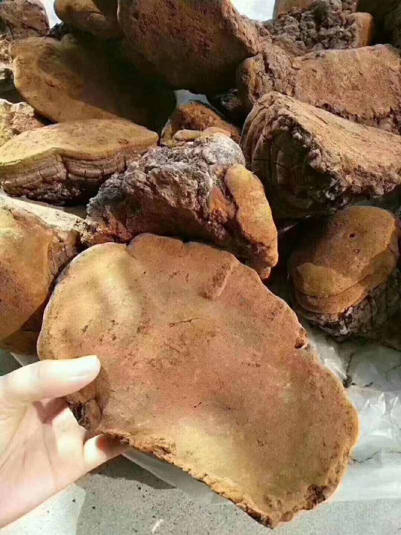 野生桑黄桑黄马蹄老挝野生桑黄