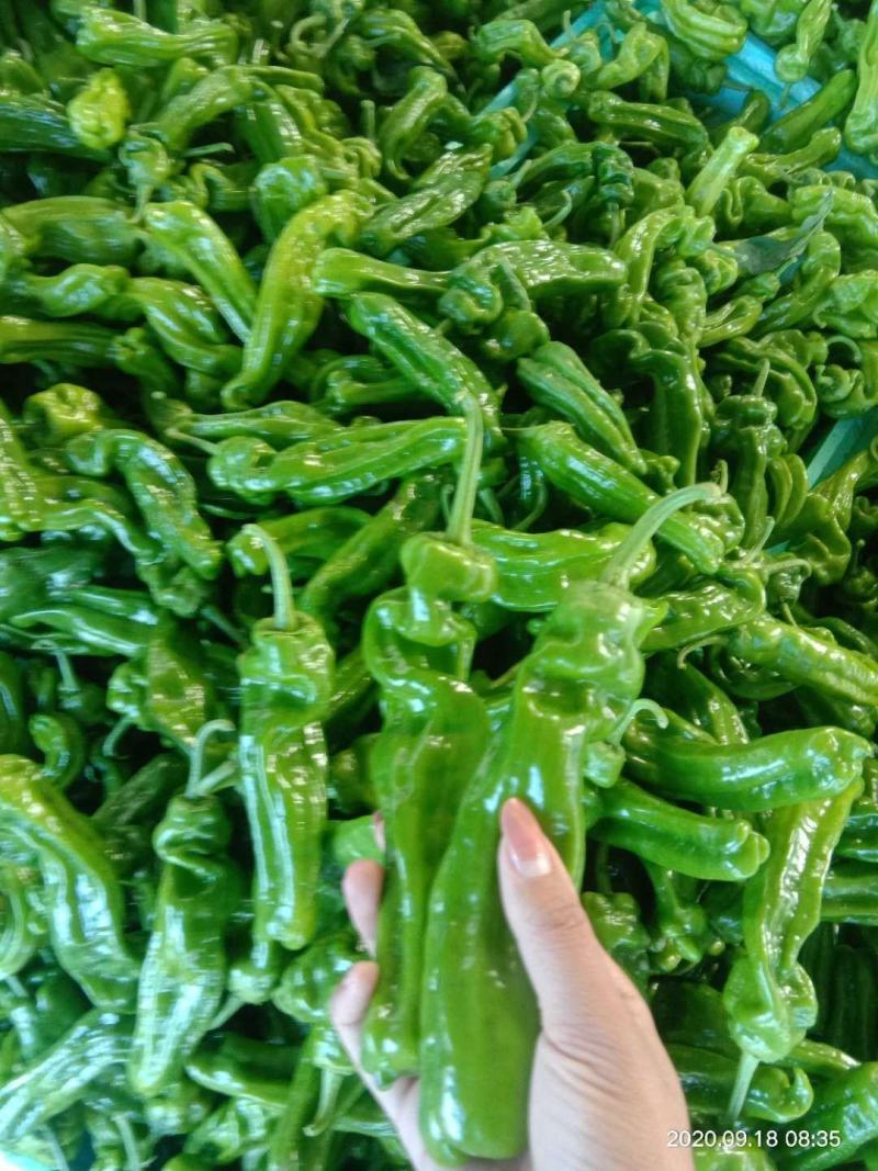 【鲜辣椒】山东螺丝椒芜湖椒产地直供现摘现发质量保证