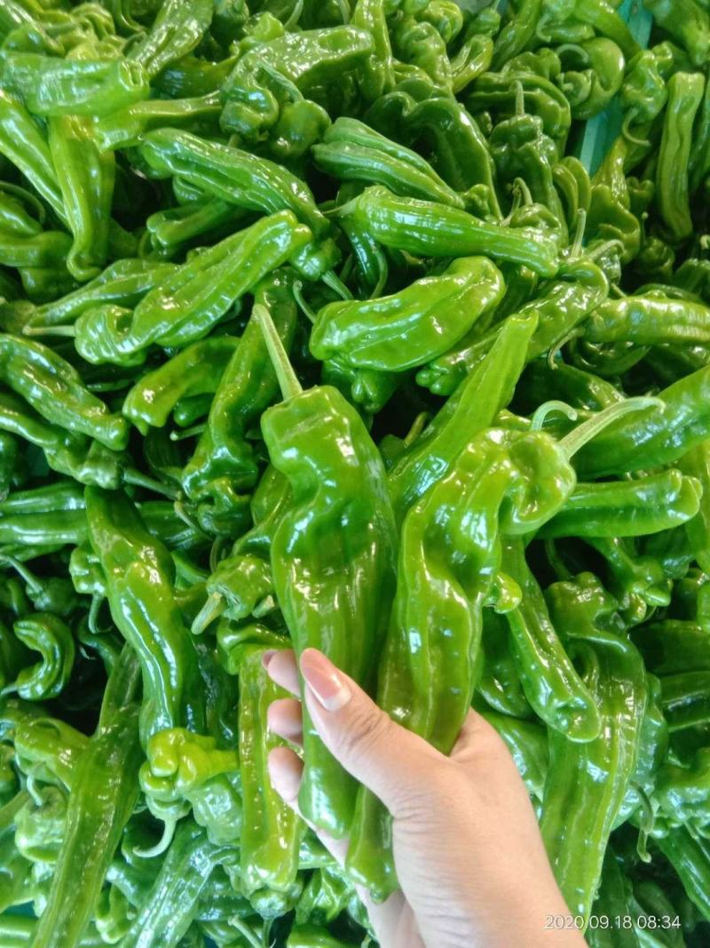 【鲜辣椒】山东螺丝椒芜湖椒产地直供现摘现发质量保证