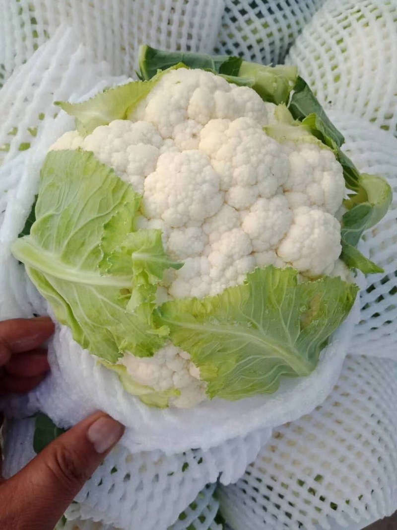 湖北天门市张港镇蔬菜种植地，提供清洗打冷，分拣装车