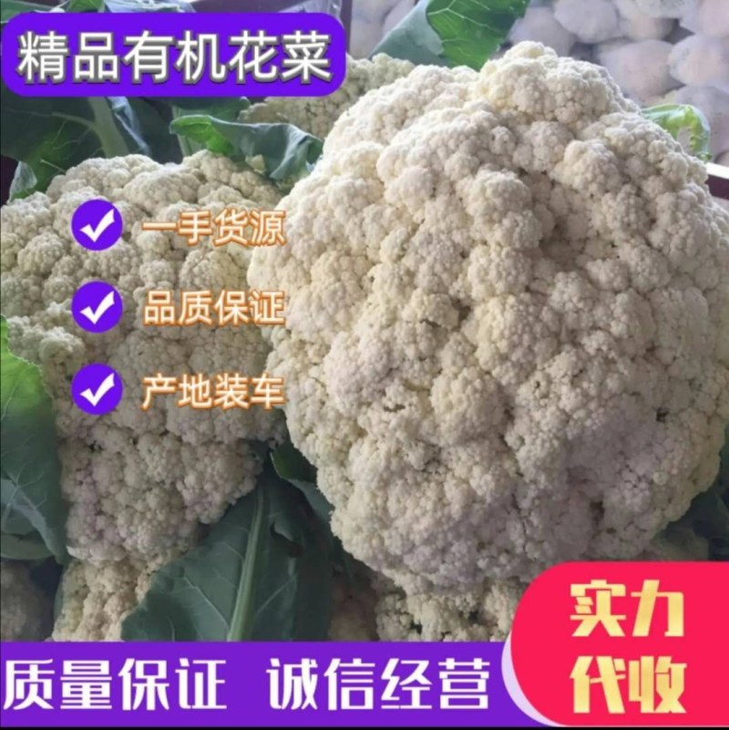湖北天门市张港镇蔬菜种植地，提供清洗打冷，分拣装车