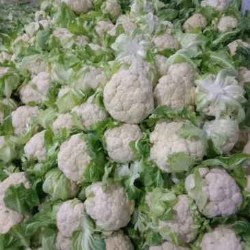 湖北天门市张港镇蔬菜种植地，提供清洗打冷，分拣装车