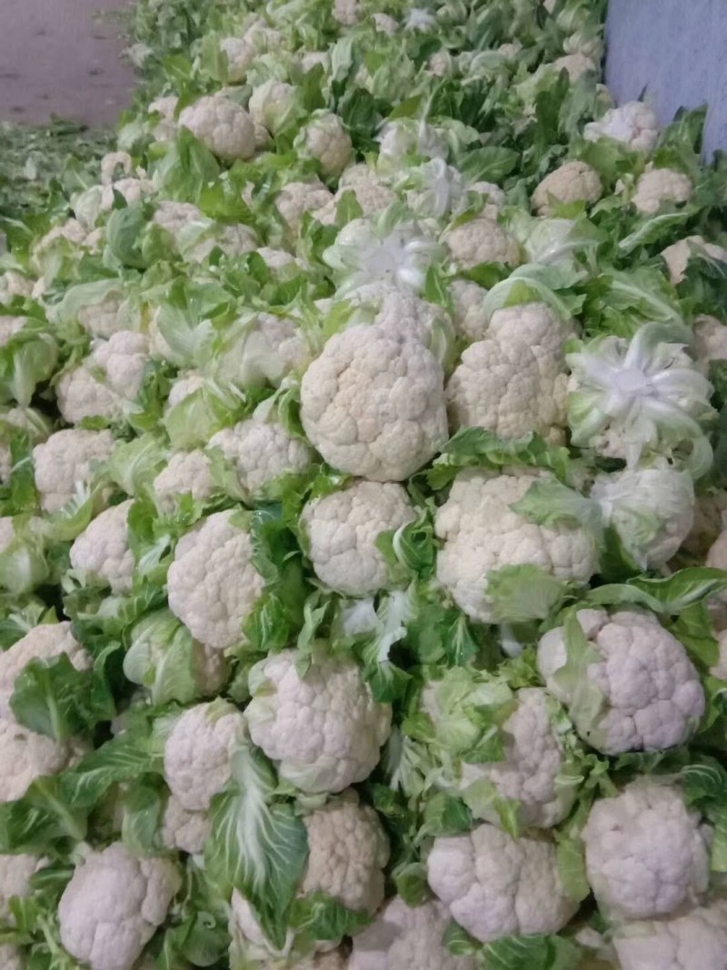 湖北天门市张港镇蔬菜种植地，提供清洗打冷，分拣装车