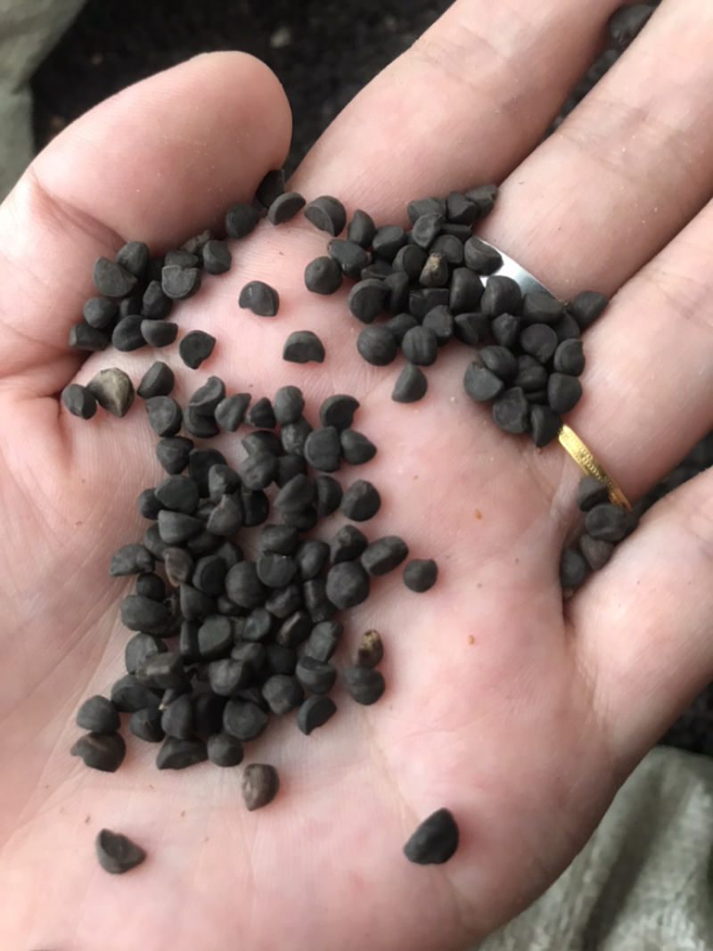 黑丑牵牛子保庆药业批发黑丑实物拍摄盗图必究