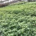 金丝楠木小叶贞楠苗1年苗