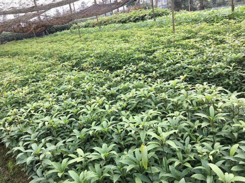 金丝楠木小叶贞楠苗1年苗