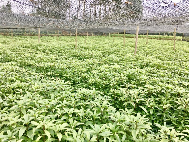 金丝楠木小叶贞楠苗1年苗