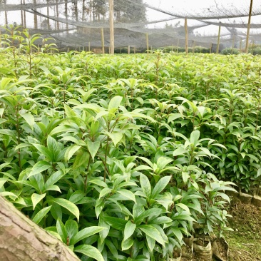 金丝楠木小叶贞楠苗1年苗