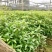 金丝楠木小叶贞楠苗1年苗