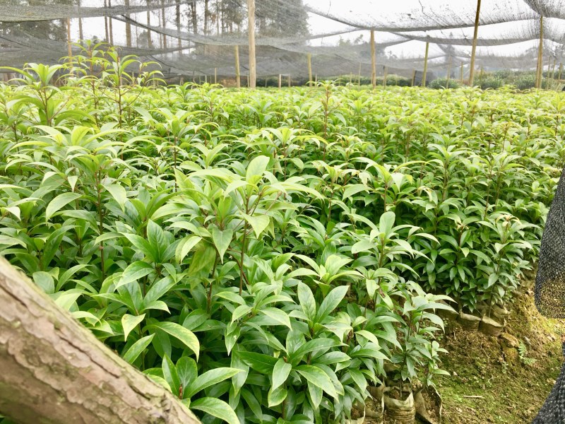 金丝楠木小叶贞楠苗1年苗