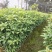 金丝楠木小叶贞楠苗1年苗