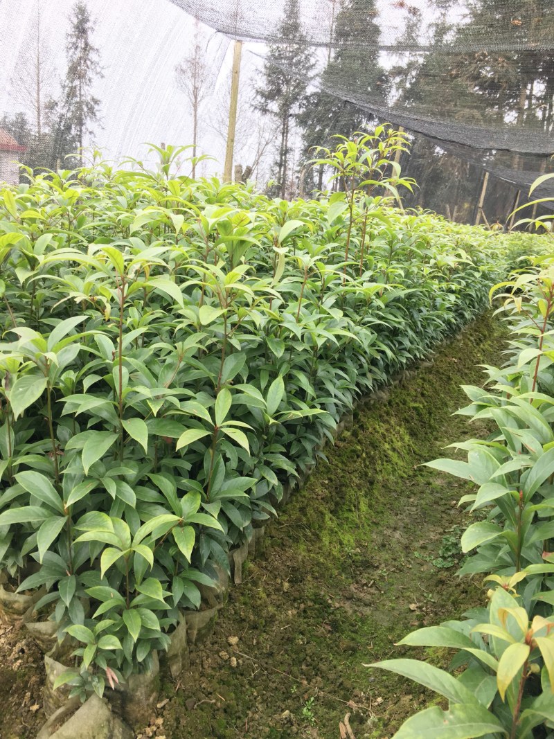 金丝楠木小叶贞楠苗1年苗
