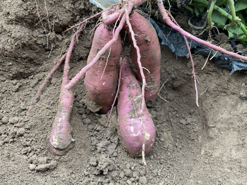基地自种秦薯5号板栗红薯大量上市中，欢迎采购洽谈