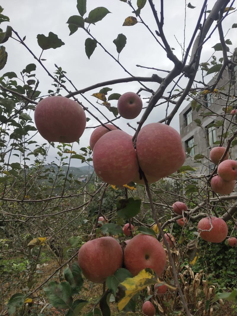 四川汉源糖心红富士苹果大量上市产地直发自产自销