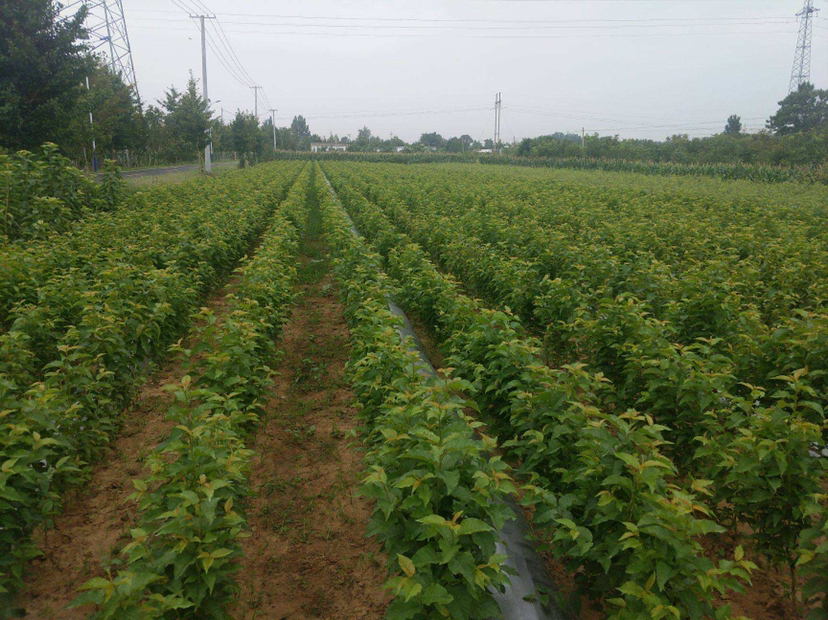 红灯樱桃树苗修剪示范图