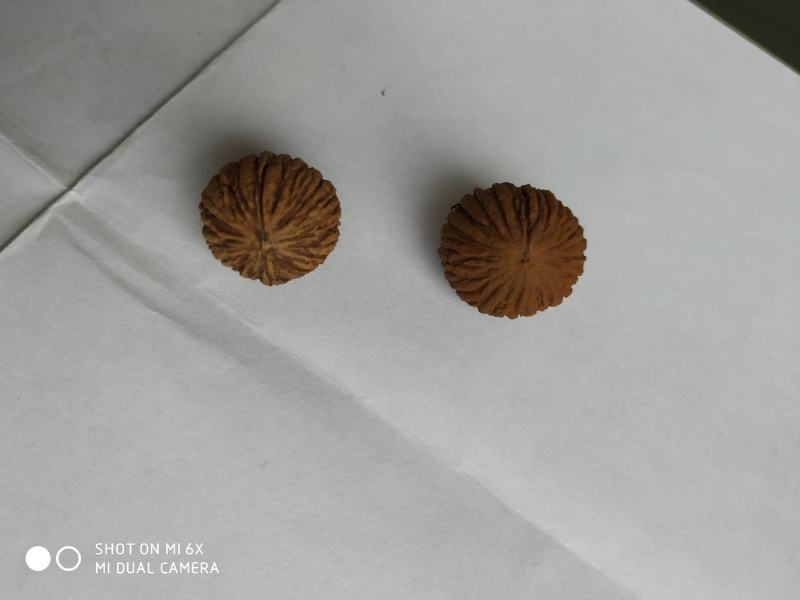 供应美国黑核桃种子，树苗