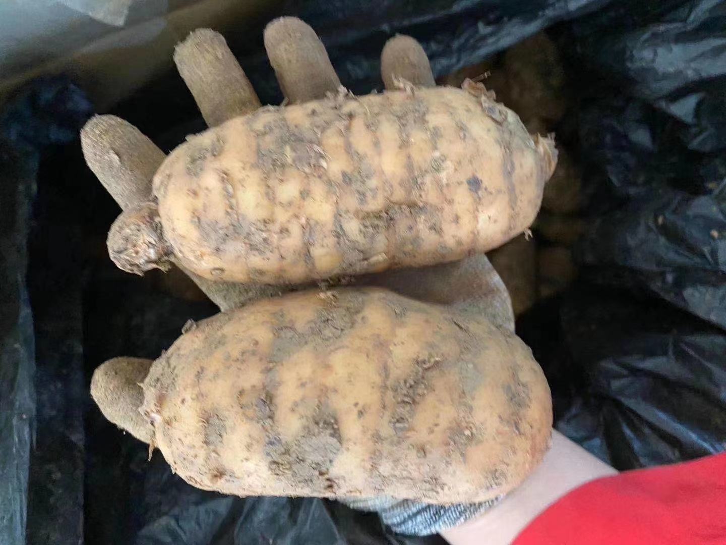 芝麻病虫害防治管理