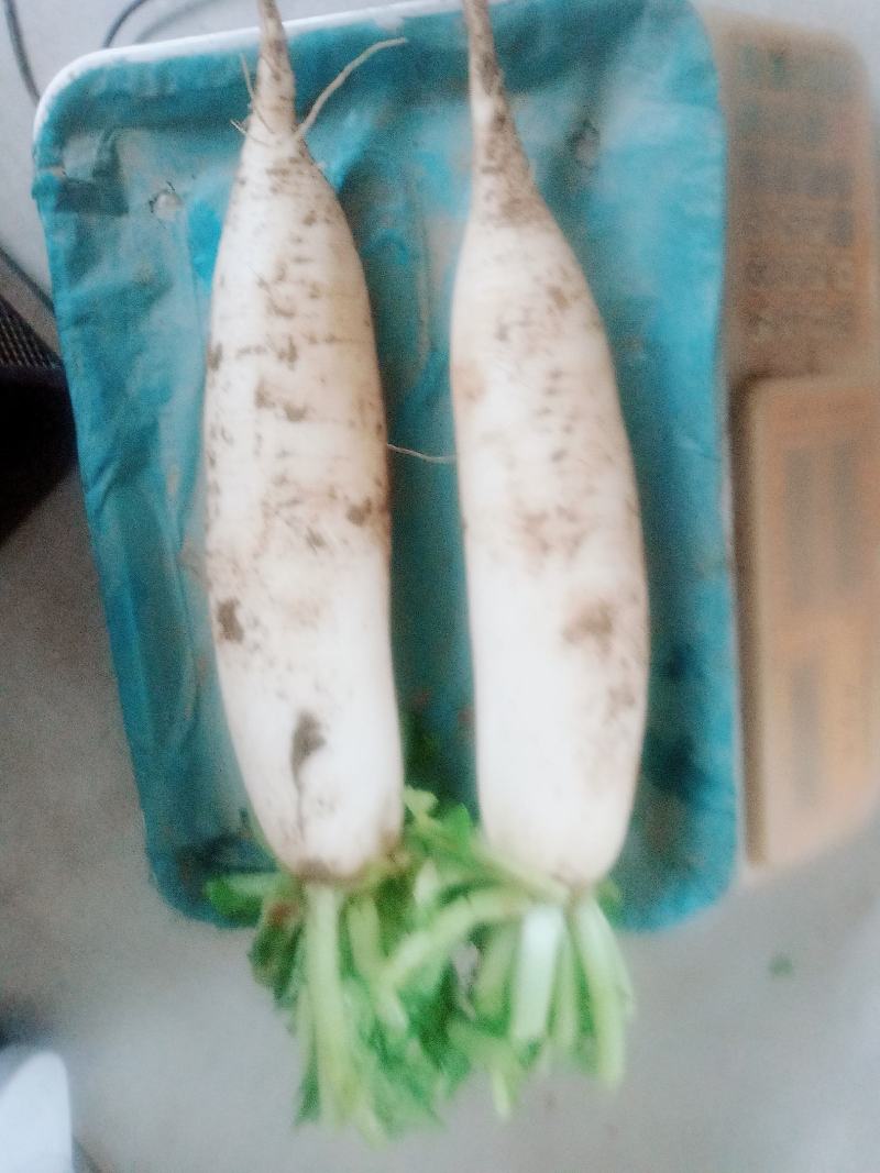白萝卜二斤半右左，耐运输颜色细白，欢迎新老客户光临