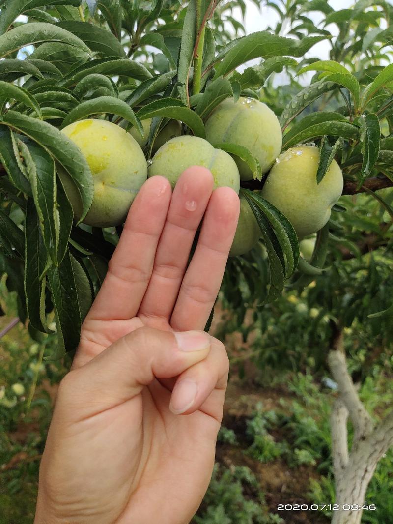 蜂糖李苗，果大口感好，成活率好，种植两年挂果三年丰产