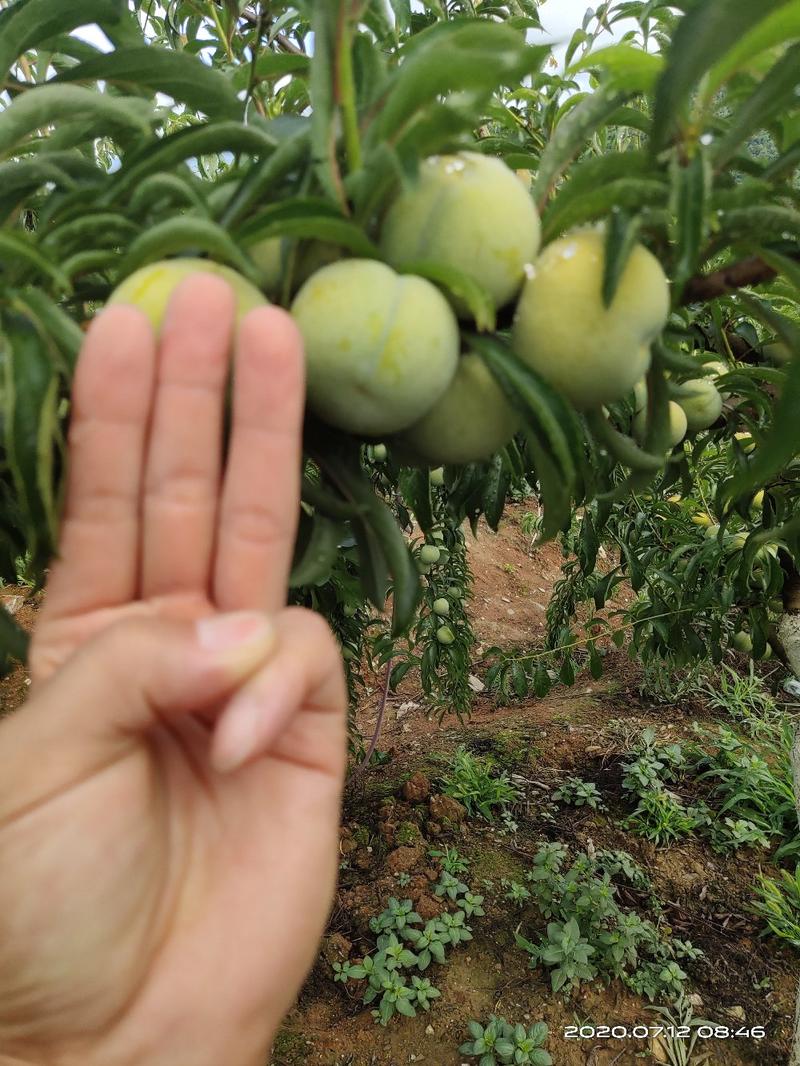 蜂糖李苗，果大口感好，成活率好，种植两年挂果三年丰产