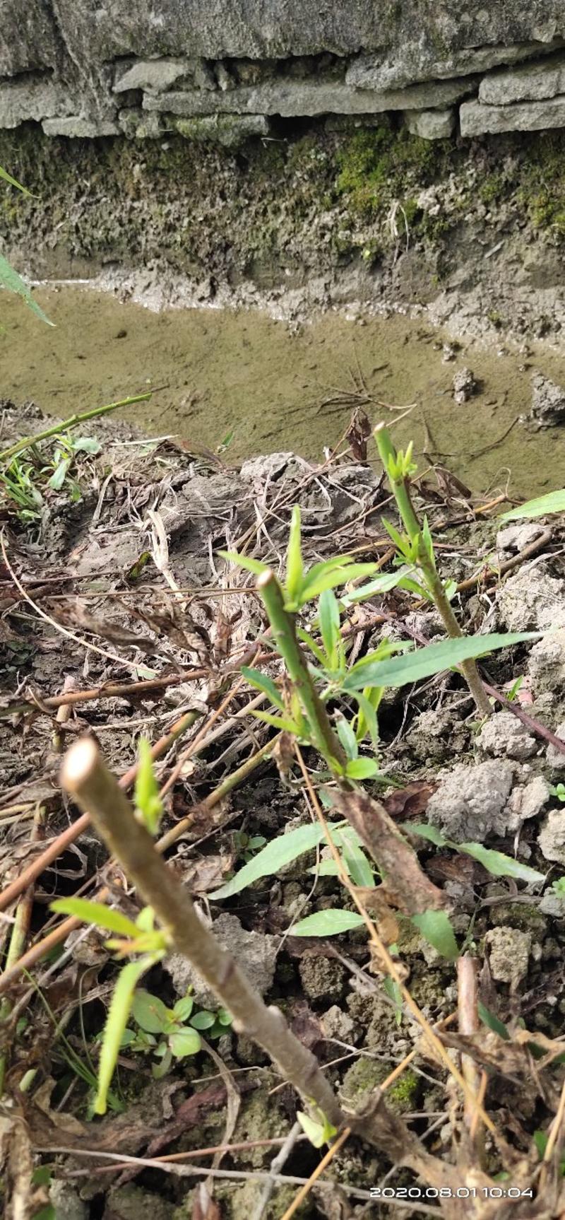 蜂糖李苗，果大口感好，成活率好，种植两年挂果三年丰产