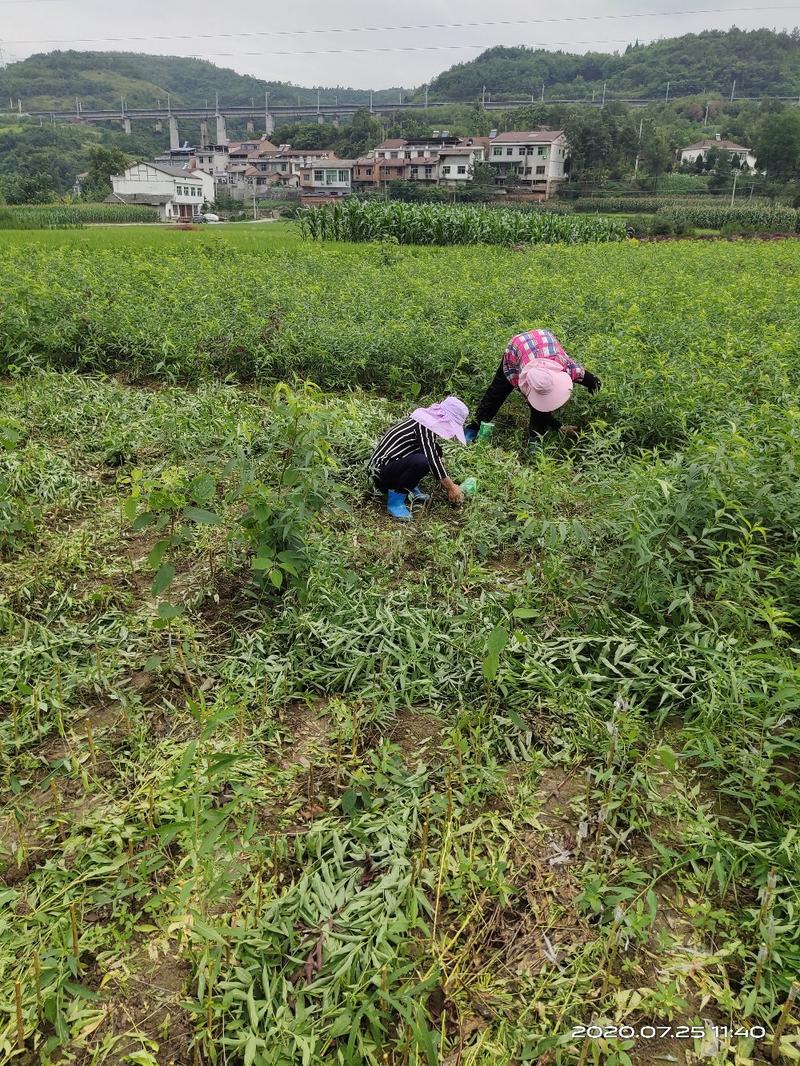 蜂糖李苗，果大口感好，成活率好，种植两年挂果三年丰产