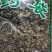 积雪草无硫中草药新鲜干货一公斤起包邮到家
