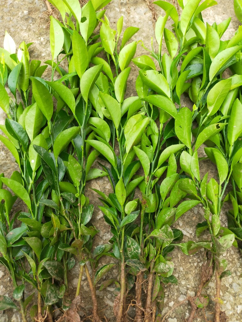 早熟蜜桔苗兴津，由良蜜桔苗，大芬蜜桔苗，宫本蜜桔苗
