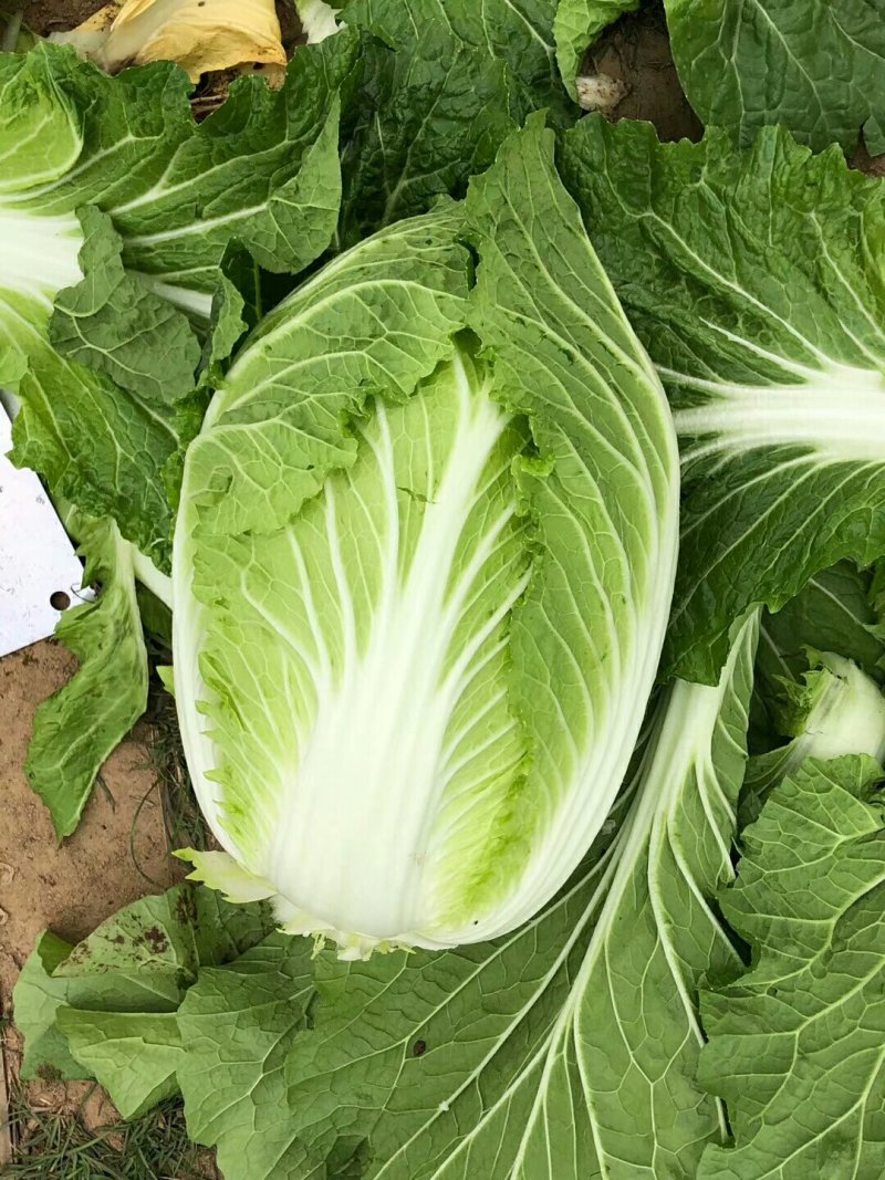 玲珑黄心白菜