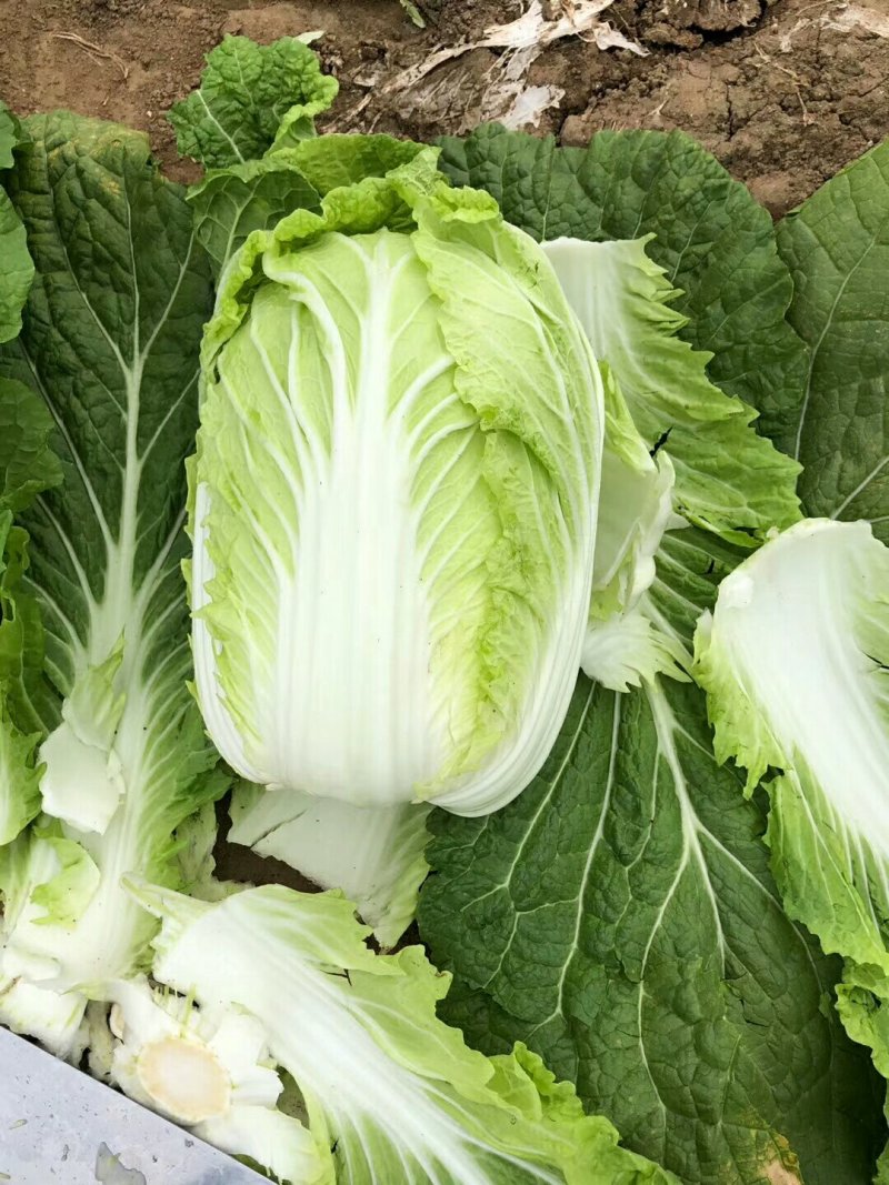 玲珑黄心白菜