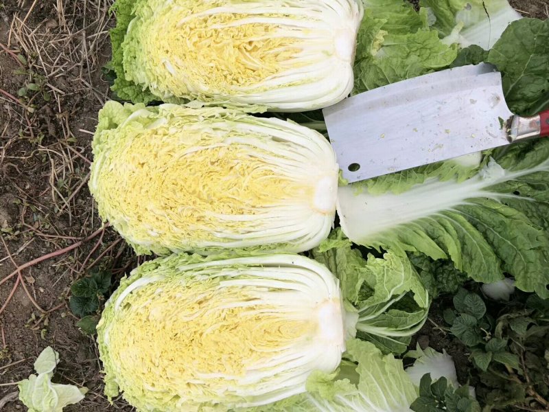 玲珑黄心白菜