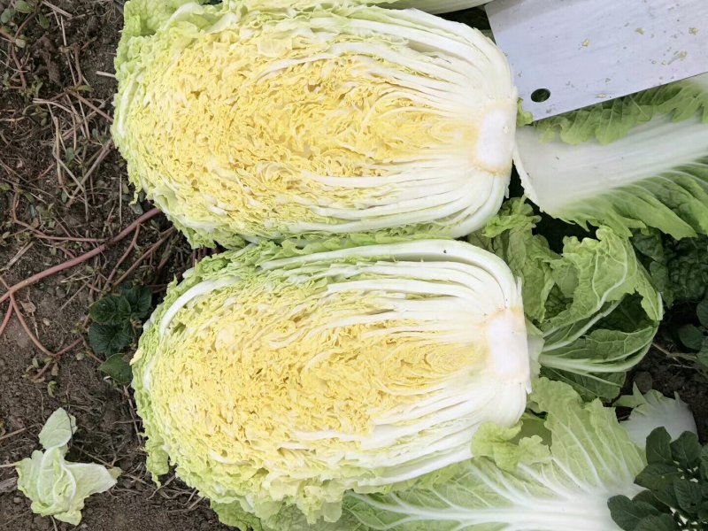 玲珑黄心白菜
