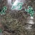 鹅不食草无硫中草药新鲜干货干净无杂批发零售包邮