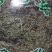 鹅不食草无硫中草药新鲜干货干净无杂批发零售包邮