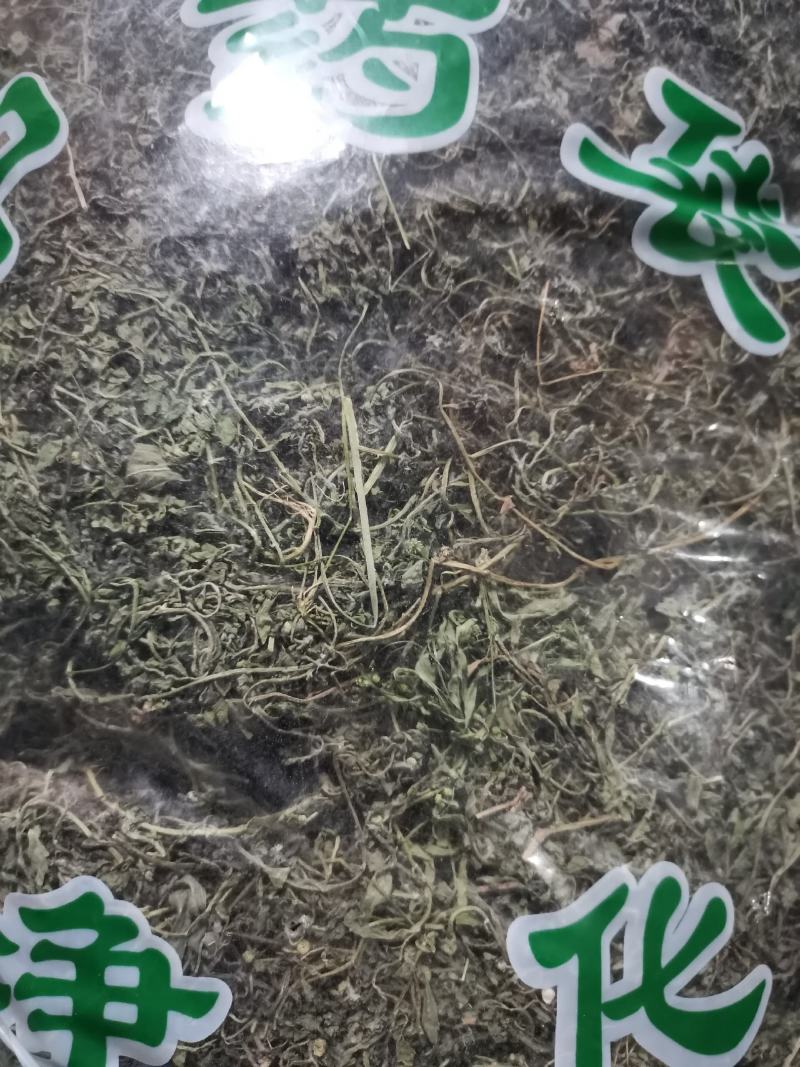 鹅不食草无硫中草药新鲜干货干净无杂批发零售包邮