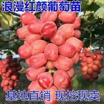 【热销】正宗浪漫红颜葡萄苗，对接批发，货源充足，包成活率