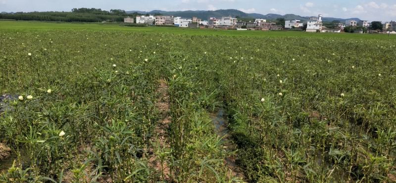 老秋葵子，可以榨油！数量不多